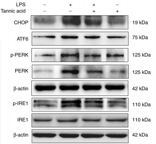 DDIT3/CHOP Antibody - Figure 4.