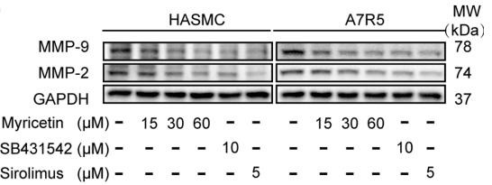 MMP9 Antibody - Fig.