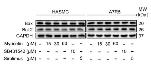 Bcl-2 Antibody - Fig.