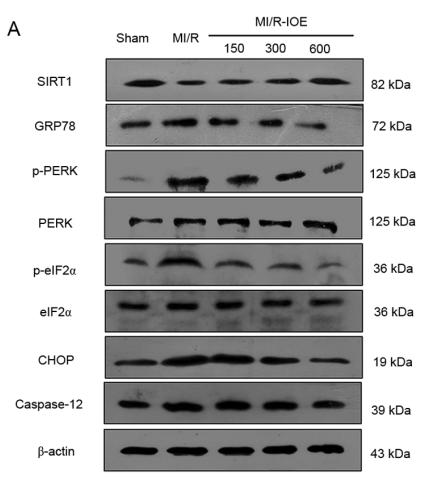 DDIT3/CHOP Antibody - Figure 6.