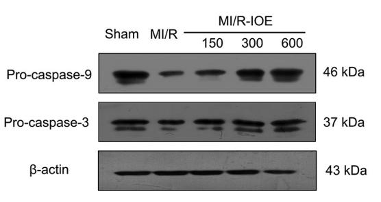 Caspase 9 Antibody - Figure 7.