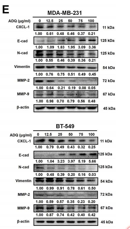 MMP9 Antibody - Fig.