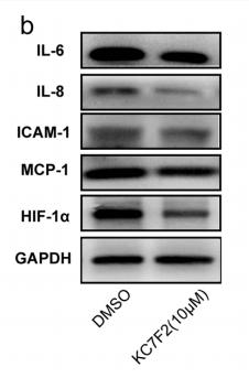 IL6 Antibody - Fig.