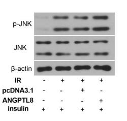 Phospho-JNK1/2/3 (Thr183+Tyr185) Antibody - FIGURE 3 | ANGPTL8 activated JNK and ROCK signaling.