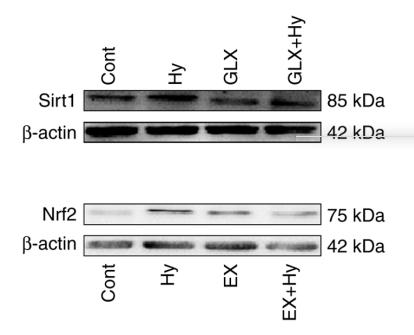 SirT1 Antibody - Figure 1.