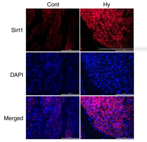 SirT1 Antibody - Figure 1.