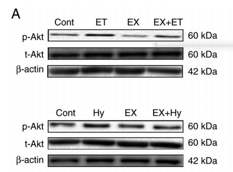 Phospho-AKT1/2/3 (Ser473) Antibody - Figure 2.