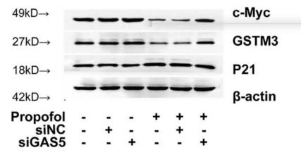 beta Actin Antibody - Fig.