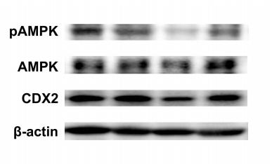 AMPK alpha Antibody - Figure 8| The levels of AMPK/CDX2 signaling pathway proteins in the mice colon.