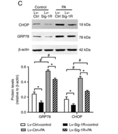DDIT3/CHOP Antibody - Figure 4.