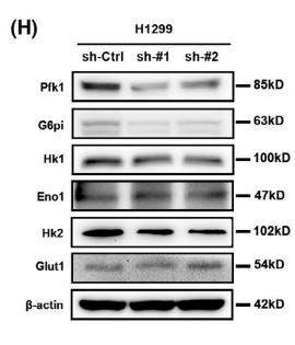 PFKM Antibody - FIGURE 4| Lnc-CYB561-5 promotes aerobic glycolysis in vivo.