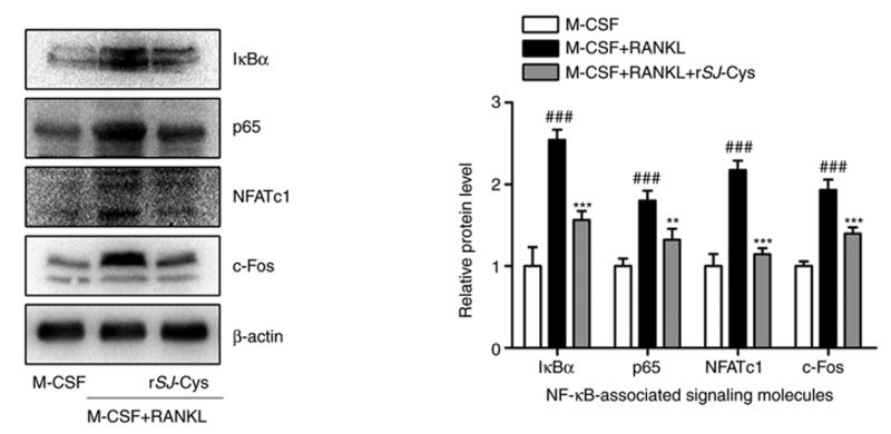 beta Actin Antibody - Figure 5.