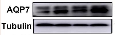 Tubulin alpha Antibody - Fig.
