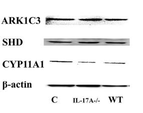 Cytochrome P450 11A1 Antibody - Fig.