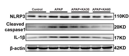 Cleaved-Caspase 1 (Asp296), p20 Antibody - Fig.