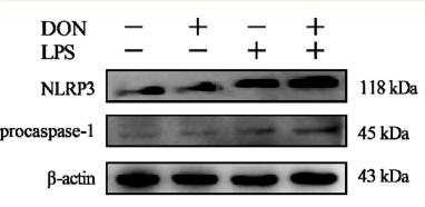 NLRP3 Antibody - Fig.