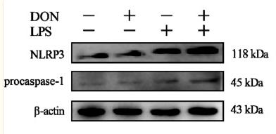 Caspase 1 Antibody - Fig.