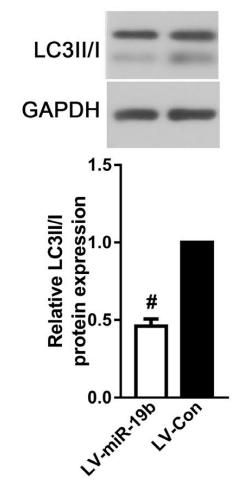 LC3A/B Antibody - FIGURE 3|MiR-19b-3p overexpression suppressed autophagy via binging to PTEN.
