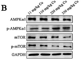 Phospho-mTOR (Ser2448) Antibody - Fig.