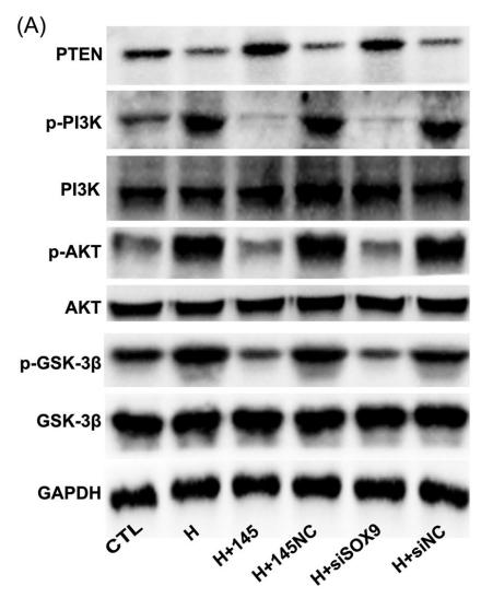 PI3K p85 alpha Antibody - FIGURE 6 miR‐145 and SOX9 exerted their impacts through PI3K/AKT signaling pathway.