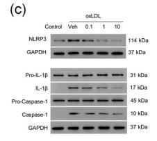 Cleaved-IL-1 beta (Asp116) Antibody - FIGURE 1 Effect of NLRP3 inhibitor on ox‐LDL‐treated ARPE‐19 cells.