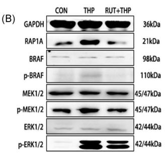 ERK1/2 Antibody - FIGURE 3 Effects of RUT on the expression levels of miR‐22‐5p, Rap1a mRNA, and related proteins in the RAP1/ERK signaling pathway in
myocardium tissues.