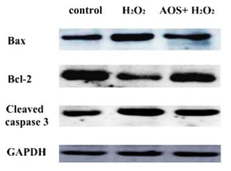 Bcl-2 Antibody - Fig.