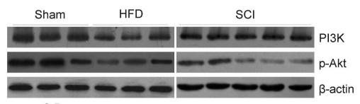 Phospho-AKT1/2/3 (Ser473) Antibody - Fig.