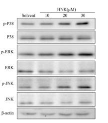ERK1/2 Antibody - Fig.