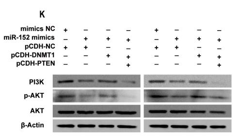 Phospho-AKT1/2/3 (Ser473) Antibody - Fig.