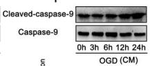 Cleaved-Caspase 9 (Asp353) Antibody - Fig.