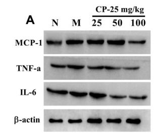 TNF alpha Antibody - Fig.