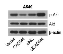 Phospho-AKT1/2/3 (Ser473) Antibody - Fig.