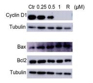Bcl-2 Antibody - Fig.