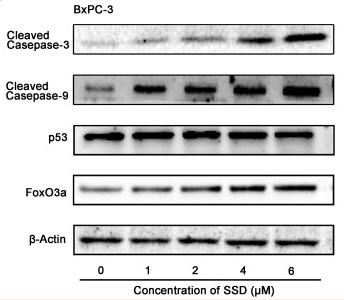 Cleaved-Caspase 9 (Asp353) Antibody - Figure 3
Effects of SSD on apoptosis-related proteins in BxPC3 cells.