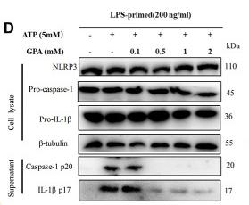 Cleaved-IL-1 beta (Asp116) Antibody - Figure 1
GPA inhibited NLRP3 inflammasome-induced pyroptotic cell death in macrophages.