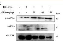 AMPK alpha Antibody - Figure 6
AMPK phosphorylation mediated the effects of GPA on decreasing ROS production.