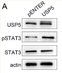 STAT3 Antibody - Figure 5
USP5 was proved to mediate STAT3 signaling in pancreatic cancer cells.