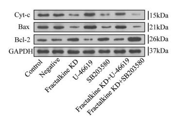 Bcl-2 Antibody - Fig.