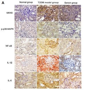 IL6 Antibody - Figure 2
p38MAPK signal pathway-related protein expression in the rat kidney of each group was detected by immunohistochemical staining.