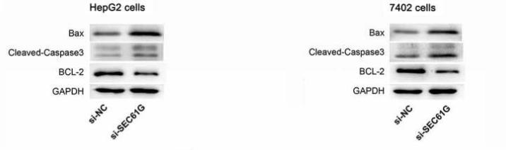 Bcl-2 Antibody - Figure 4.