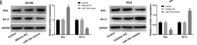 Bcl-2 Antibody - Figure 2
miR-15b reduces EC cell viability and induces apoptosis.