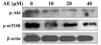 Phospho-mTOR (Ser2448) Antibody - Fig.