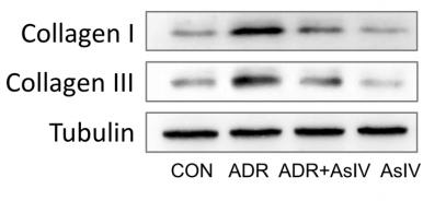 Collagen I Antibody - Fig.