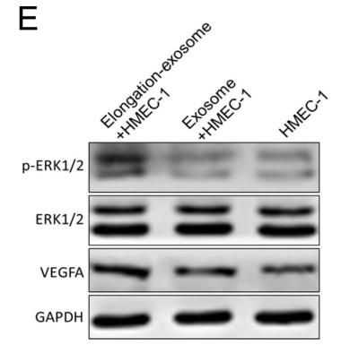 VEGFA Antibody - Fig.