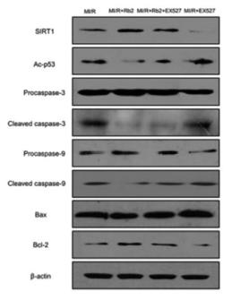 Cleaved-Caspase 9 (Asp353) Antibody - Figure 9–Effects of ginsenoside Rb2 and EX527 on expression of SIRT1-related signaling and apoptosis-related protein in MI/R injury.