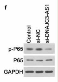 NF-kB p65 Antibody - Figure 3.