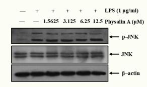 Phospho-JNK1/2/3 (Thr183+Tyr185) Antibody - Figure 7.