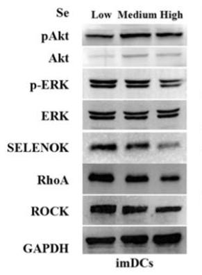 ERK1/2 Antibody - Fig.
