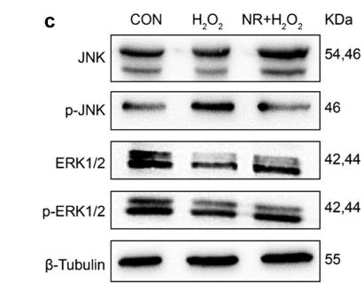 ERK1/2 Antibody - Figure 6.